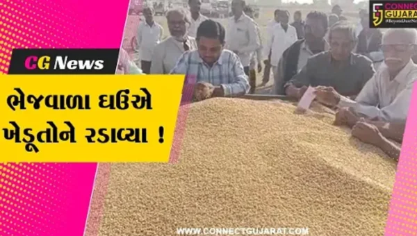 અમરેલી: ખેડૂતોને ઘઉંના પોષણક્ષમ ભાવ ન મળતા નારાજગી, જુઓ શું છે કારણ