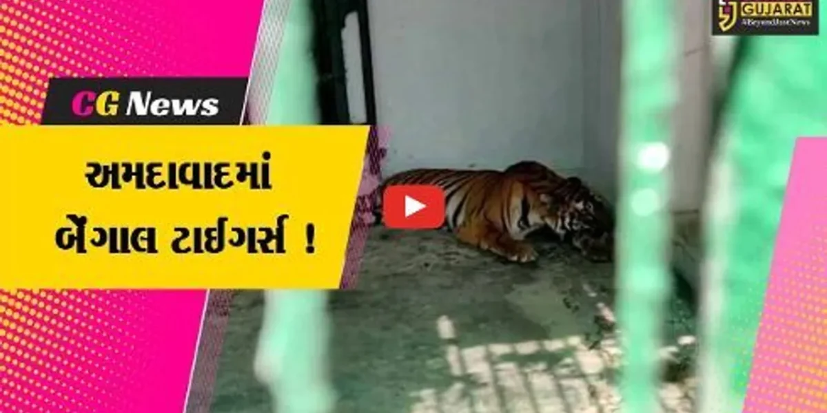 અમદાવાદ: ઔરંગાબાદથી બે માદા વાઘણ કાંકરિયા ઝૂમાં લાવવામાં આવી,લોકોનું વધશે આકર્ષણ !