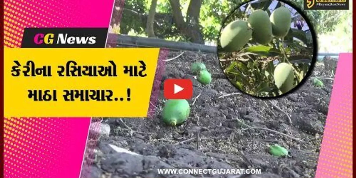 વિશ્વ વિખ્યાત ગીર સોમનાથની કેસર કેરી આ વખતે બજારમાં 15થી 20 દિવસ મોડી આવશે : ખેડૂત