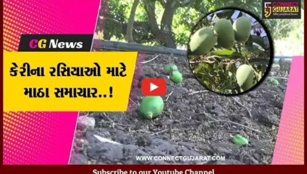 વિશ્વ વિખ્યાત ગીર સોમનાથની કેસર કેરી આ વખતે બજારમાં 15થી 20 દિવસ મોડી આવશે : ખેડૂત