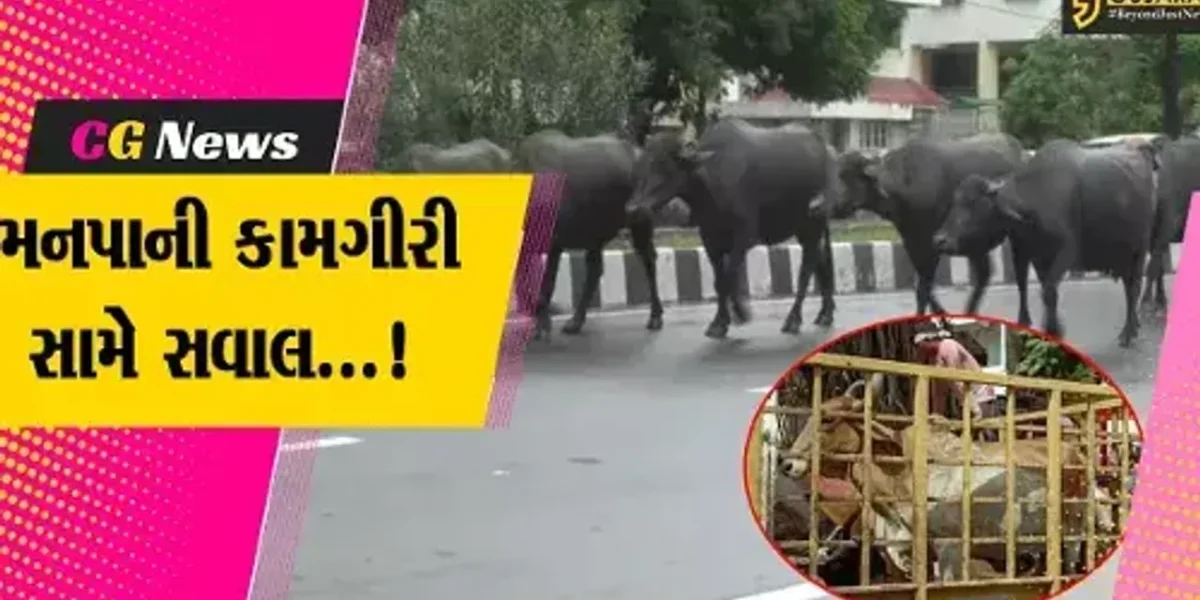 વડોદરા : ઢોર પકડવાની કામગીરીને મનપાએ મોડે મોડે આપ્યો વેગ, તો લોકોએ ઉઠાવ્યા સવાલ..!