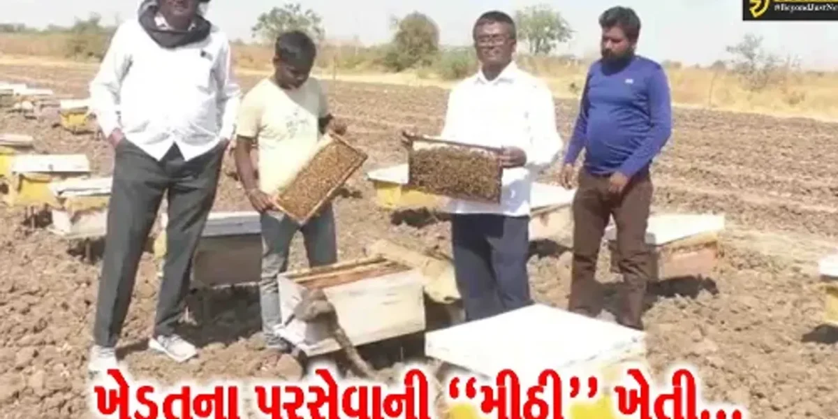 સુરેન્દ્રનગર : મધમાખીનો ઉછેર કરી મધ સાથે બમણી આવક મેળવતા ગાજણવાવ પ્રગતિશીલ ખેડૂત…