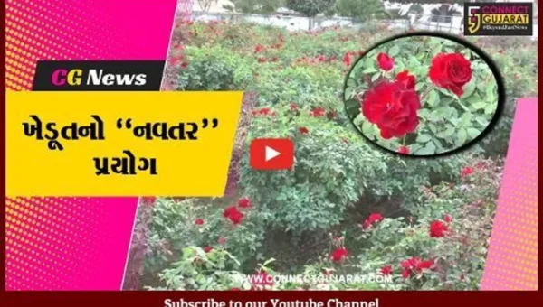 સાબરકાંઠા : કાશ્મીરી લાલ ગુલાબની સફળ ખેતી કરતાં પ્રાંતિજના ખેડૂત, અન્ય ખેડૂતોને પણ આપી પ્રેરણા…