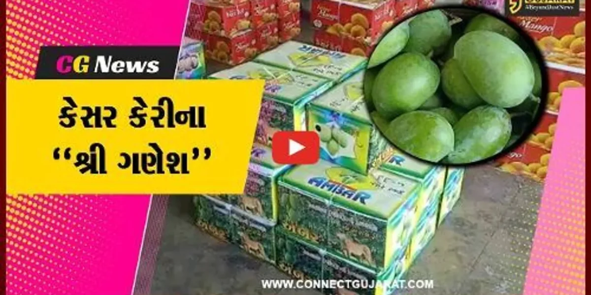 જુનાગઢ : કેરીના રસિયાઓ માટે ખુશીના સમાચાર, માર્કેટિંગ યાર્ડમાં કેસર કેરીની આવકના “શ્રી ગણેશ”