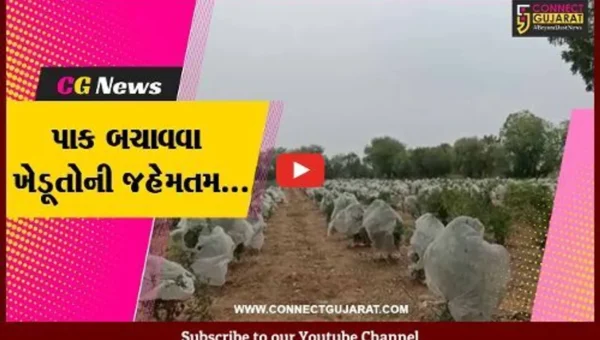 કચ્છ : માવઠાની આગાહી વચ્ચે મહામૂલો પાક બચાવવા ખેડૂતોની જહેમત, પાકના ફરતે પ્લાસ્ટિક લપેટવાનો વારો..!