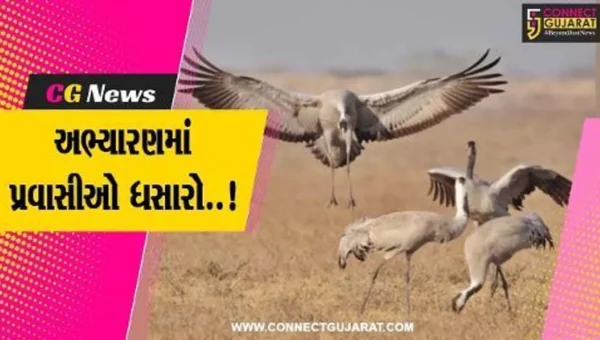 સુરેન્દ્રનગર : ઘુડખર અભ્યારણમાં દુર્લભ પક્ષીઓની સંખ્યામાં વધારો થવાની સાથે પ્રવાસીઓની સંખ્યા પણ વધી..!