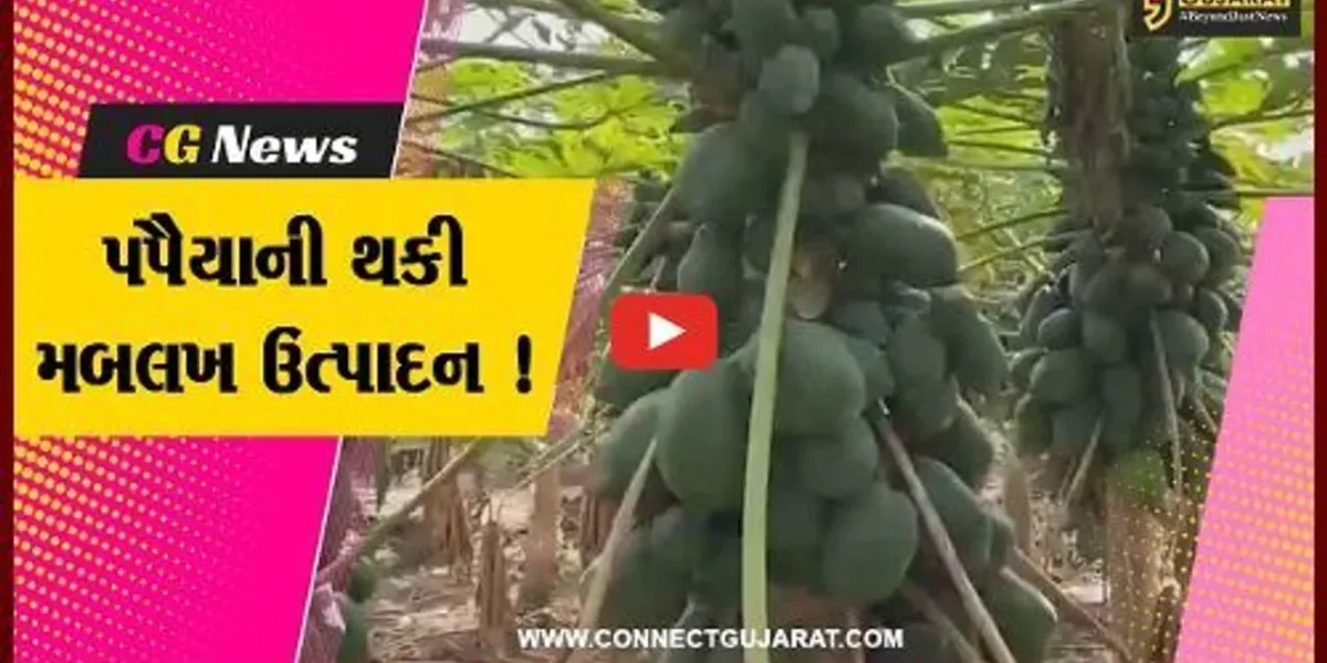 સાબરકાંઠા: પ્રગતિશીલ ખેડૂતે પપૈયાની કરી ખેતી,મબલખ ઉત્પાદન મેળવ્યુ