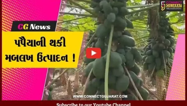 સાબરકાંઠા: પ્રગતિશીલ ખેડૂતે પપૈયાની કરી ખેતી,મબલખ ઉત્પાદન મેળવ્યુ