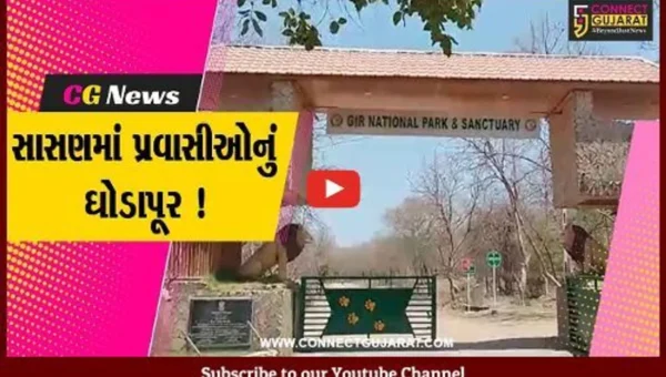 જુનાગઢ: સાસણમાં વેકેશનના માહોલને લઈ પ્રવાસીઓની સંખ્યામાં વધારો, સ્થાનિકોને મળી રહી છે રોજગારી