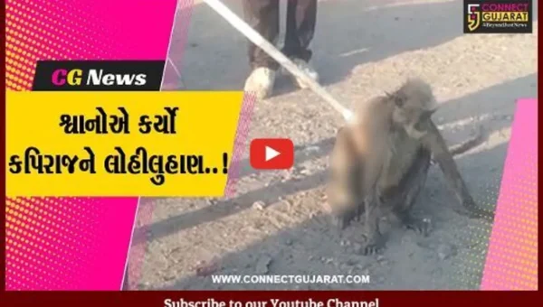 ભરૂચ : આમોદમાં 10થી વધુ શ્વાનોએ કપિરાજને કર્યો લોહીલુહાણ, વનવિભાગે કરી ઇજાગ્રસ્ત કપિરાજની સારવાર…