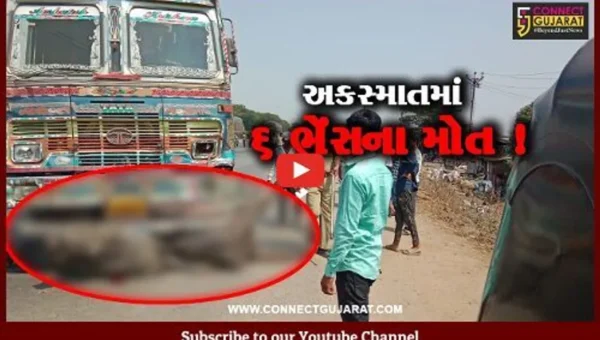 અંકલેશ્વર: નેશનલ હાઇવે પર ખરોડ ચોકડી નજીક હાઈવાની અડફેટે 6 ભેંસના મોત