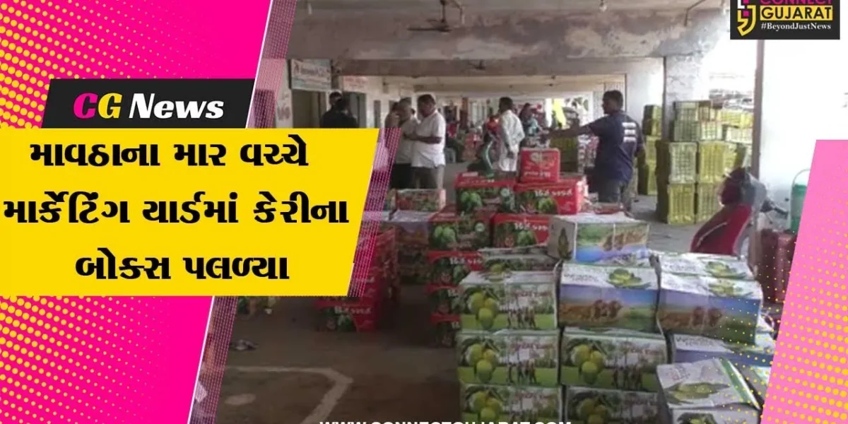 જુનાગઢ : માવઠાના માર વચ્ચે માર્કેટિંગ યાર્ડમાં કેરીના 15 હજાર બોક્સ પલળ્યા, ખેડૂતોની હાલત કફોડી..!