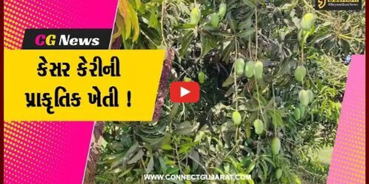 ગીરસોમનાથ: તાલાલા ગીરના ખેડૂતે વિશ્વ વિખ્યાત કેસર કેરીના આંબામાં પ્રાકૃતિક ખેતી પદ્ધતિ અપનાવી સફળતા મેળવી