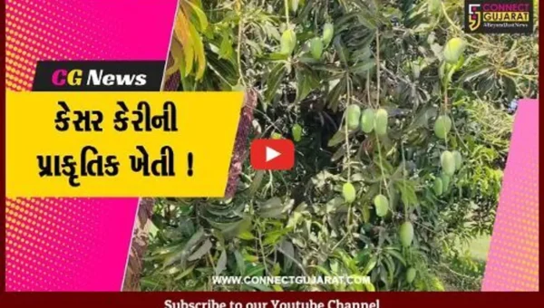 ગીરસોમનાથ: તાલાલા ગીરના ખેડૂતે વિશ્વ વિખ્યાત કેસર કેરીના આંબામાં પ્રાકૃતિક ખેતી પદ્ધતિ અપનાવી સફળતા મેળવી