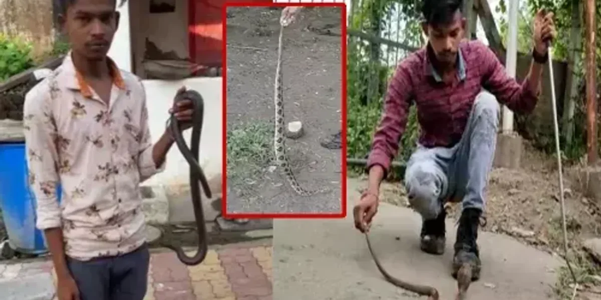 અંકલેશ્વર : 24 વર્ષીય યુવાન દ્વારા સમાજ સેવાનું ઉત્તમ ઉદાહરણ, વિનામુલ્યે સરીસૃપોને પકડી સોંપે છે વનવિભાગને…