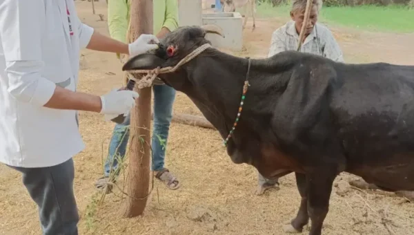 ખેડા જિલ્લાનું ફરતું પશુ દવાખાનું પશુ પાલકો માટે સંજીવની જડિબુટ્ટી સાબિત થયું…