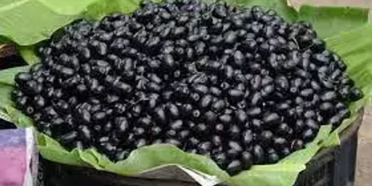 પોષકતત્વોનું ‘પાવર હાઉસ’ એટલે વંથલીના રાવણા, જેની દિલ્હી સુધી છે ડિમાન્ડ, જાણો તેના ફાયદા