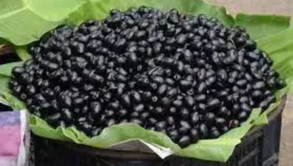 પોષકતત્વોનું ‘પાવર હાઉસ’ એટલે વંથલીના રાવણા, જેની દિલ્હી સુધી છે ડિમાન્ડ, જાણો તેના ફાયદા