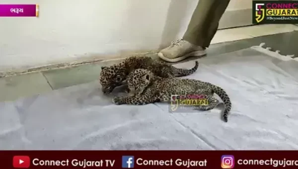 ભરૂચ : ઝગડીયા તાલુકાના સીયાલી ગામે શેરડીના ખેતરમાંથી બે નવજાત દીપડાના બચ્ચા મળી આવ્યા