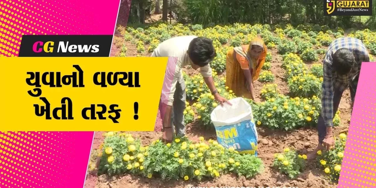 ખેડા: પ્રગતિશીલ યુવાન ખેડૂતે કરી ગલગોટાની પ્રાકૃતિક ખેતી, મેળવ્યુ મબલખ ઉત્પાદન