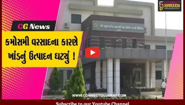 સુરત: દક્ષિણ ગુજરાતમાં કમોસમી વરસાદે ખેડૂતોની સાથે સાથે સુગર મિલોની ચિંતા પણ વધારી, જાણો કારણ