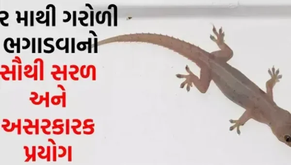 ઘરમાંથી ગરોળી ભગાડવાનો સરળ ઉપાય, કોફીમાંથી ગોળી બનાવીને મૂકો, પછી ક્યારેય જોવા નહીં મળે