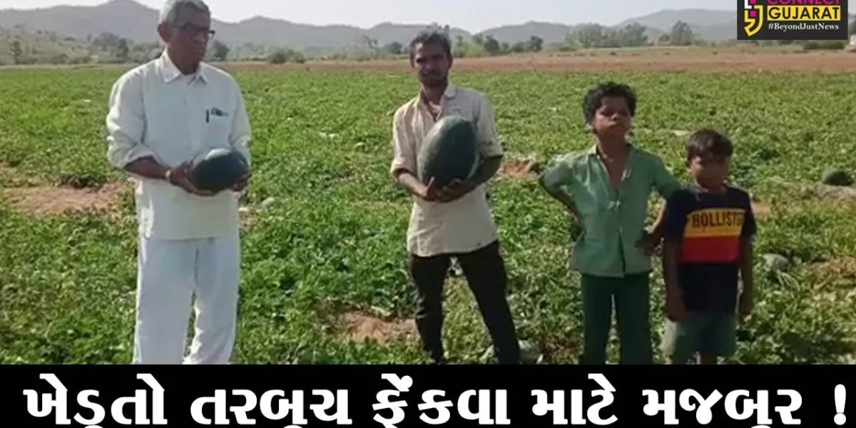 સાબરકાંઠા: ખેડૂતોને તરબૂચના ઊંચા ભાવ ન મળતાં ફેંકી દેવા મજબુર,જુઓ ખેડૂતોની શું છે સ્થિતિ
