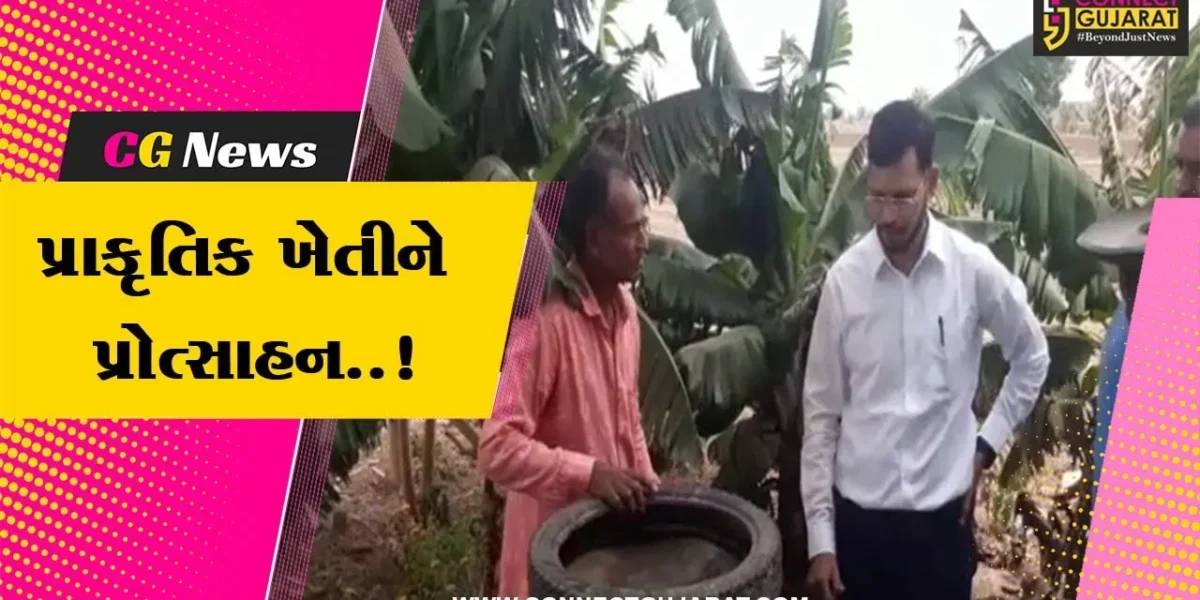 અમરેલી : વડીયાના ખેડૂતે બાજરીની પ્રાકૃતિક ખેતી થકી મેળવ્યું બમણું ઉત્પાદન, અન્ય ખેડૂતોને આપી પ્રેરણા