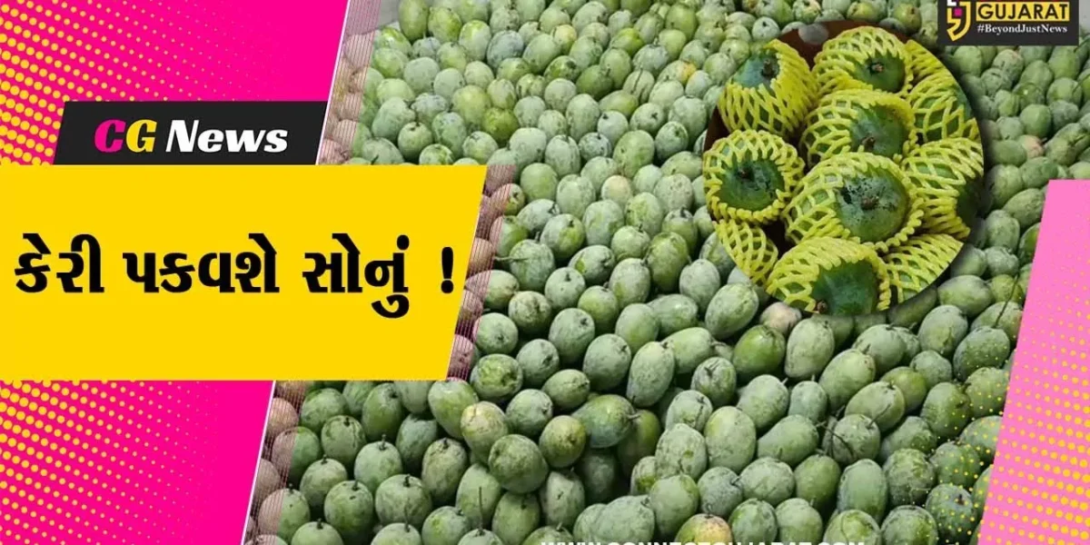 ગીરની કેરીના સોનાના દિવસો, આંતરરાષ્ટ્રીય બજારમાં ઊંચા ભાવ મળતા ખેડૂતોમાં ખુશીની લહેર