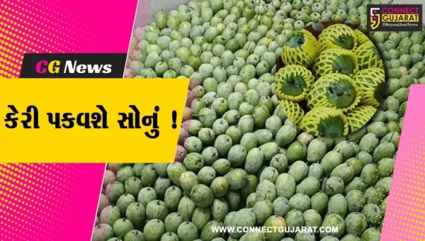 ગીરની કેરીના સોનાના દિવસો, આંતરરાષ્ટ્રીય બજારમાં ઊંચા ભાવ મળતા ખેડૂતોમાં ખુશીની લહેર