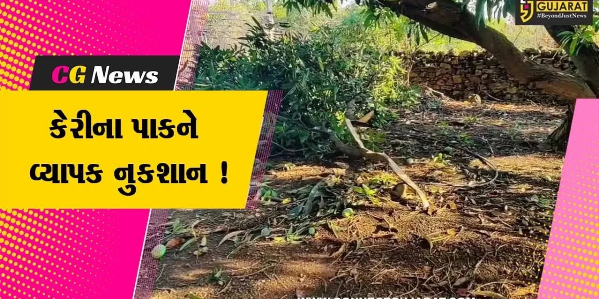 ગીરસોમનાથ: કમોસમી વરસાદના કારણે તલાલા પંથકની કેસર કેરીને વ્યાપક નુકશાન