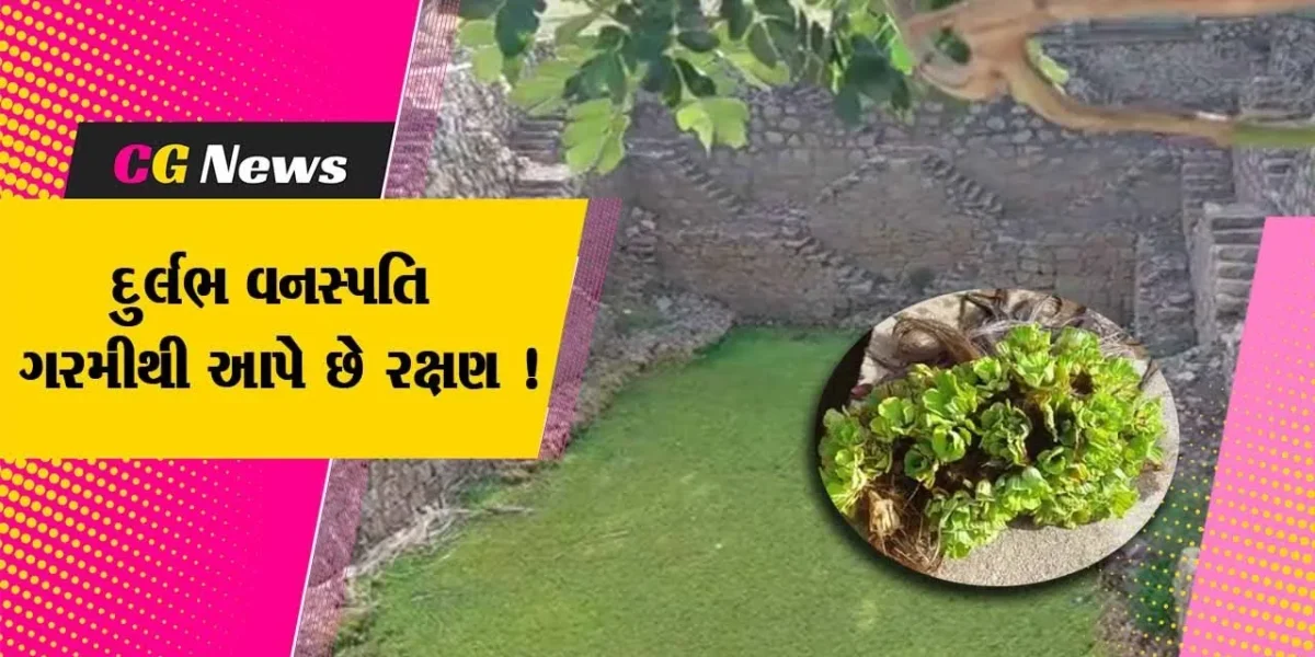 સાબરકાંઠા: ઉનાળામાં ઠંડક આપતી આ વનસ્પતિ માત્ર આ પ્રદેશમાં જ જોવા મળે છે,જુઓ શું છે વિશેષતા