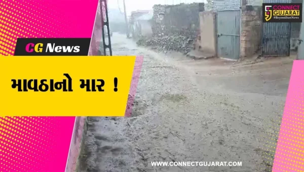 અમરેલી: ધોધમાર વરસાદ વરસતા ખેડૂતોના ઉભા પાકને વ્યાપક નુકશાન,5 મે સુધી વરસાદની આગાહી