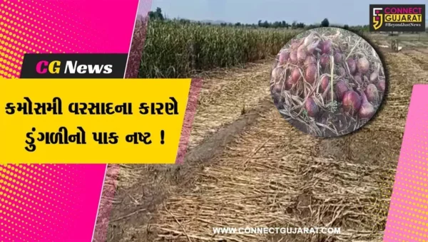 અમરેલી:કમોસમી વરસાદના કારણે ડુંગળીના પાકને વ્યાપક નુકશાન, ખેડૂતોને આવ્યો રડવાનો વારો