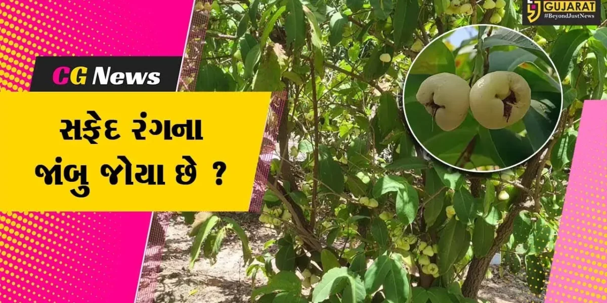 કચ્છ: ખેડૂત દ્વારા સફેદ જાંબુ એટલે કે વ્હાઈટ વોટર એપલની સફળ ખેતી કરવામાં આવી,જુઓ શું છે વિશેષતા