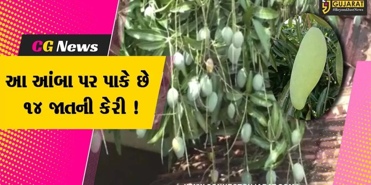 અમરેલી:એક જ આંબા પર પાકે છે અલગ અલગ 14 જાતની કેરી,કૃષિ વૈજ્ઞાનિકો પણ અચંબામાં