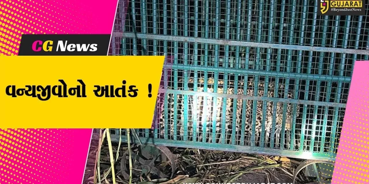 અમરેલી: સિંહ અને દીપડાના હુમલામાં બે બાળકોના મોત,પરિવારના માથે આભ તૂટી પડ્યુ