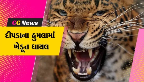 અમરેલી: વાડીમાં નિંદ્રા માણી રહેલ ખેડૂત પર દીપડાએ કર્યો હુમલો, સારવાર અર્થે ખસેડાયા