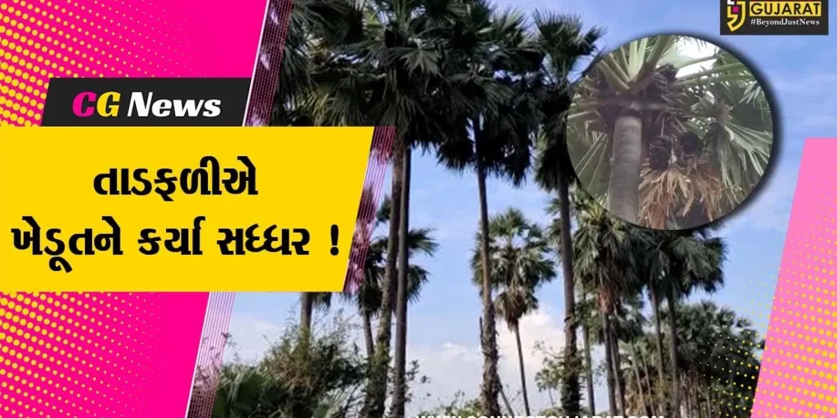 ભરૂચ:અંકલેશ્વરના જુનાદીવા ગામના ખેડૂતે તાડની ખેતી કરી મેળવી સારી આવક
