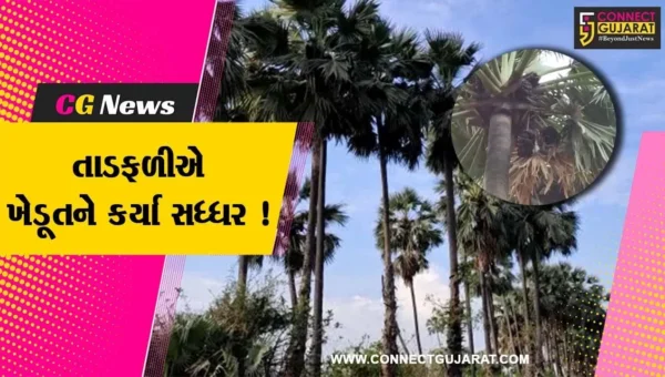 ભરૂચ:અંકલેશ્વરના જુનાદીવા ગામના ખેડૂતે તાડની ખેતી કરી મેળવી સારી આવક