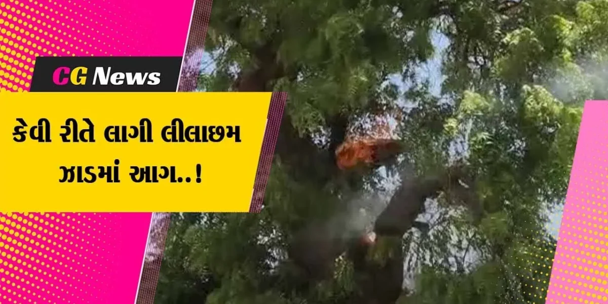 બનાસકાંઠા : ખોડા ગામે લીલાછમ લીમડાના ઝાડમાં ફાટી નીકળી આગ, લોકો આશ્વર્યમાં મુકાયા..!