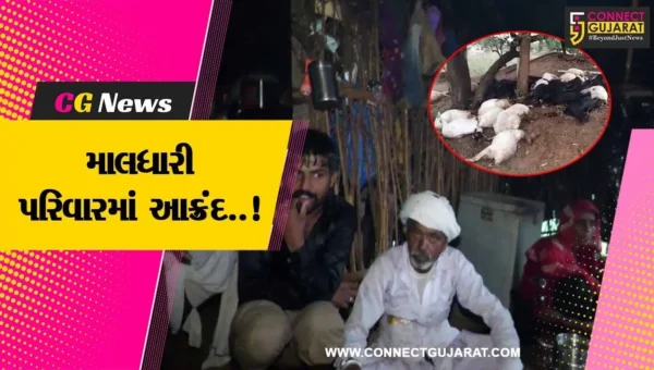 અરવલ્લી : વીજળી પડતા 34 ઘેટા-બકરાના મોત, માલધારી પરિવારમાં આક્રંદ…