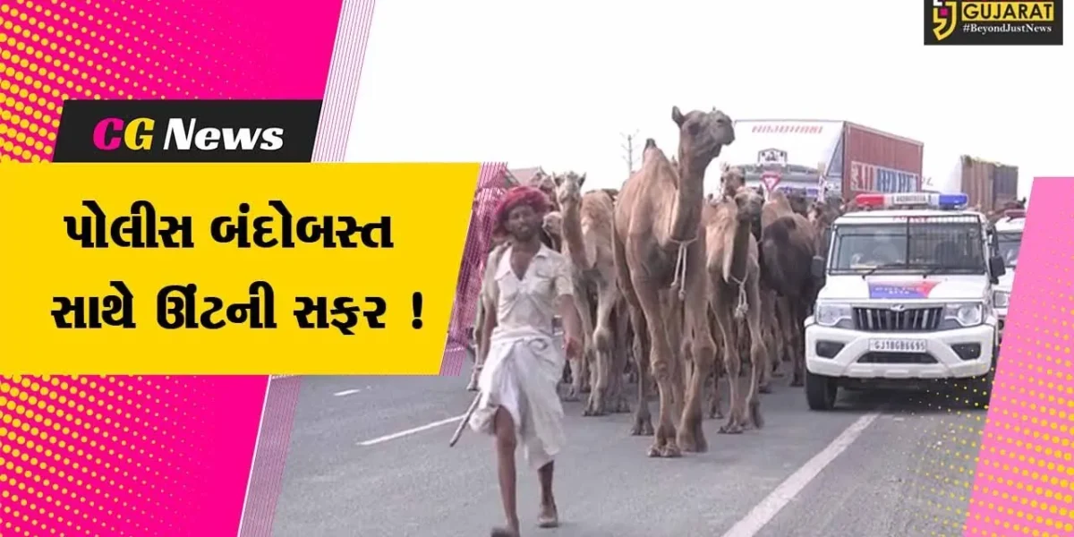સાબરકાંઠા: પોલીસ બંદોબસ્ત સાથે નાસિકથી સિરોહી લઈ જવાતા 124 ઊંટનો કાફલો ઇડર પહોંચ્યો