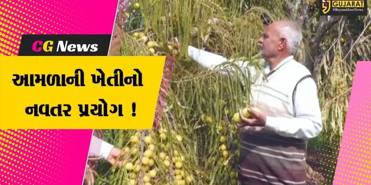 અરવલ્લી:આમળાની ખેતીએ ખેડૂતને કર્યા માલામાલ, વર્ષની આવક જાણી ચોકી જશો