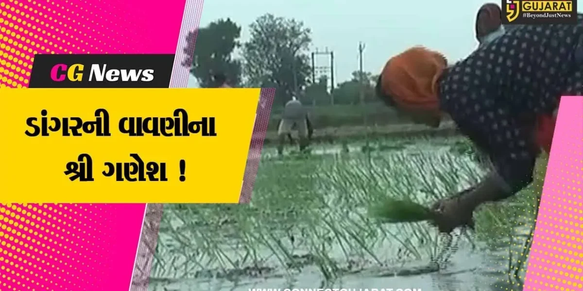 સાબરકાંઠા: ખેતીલાયક વરસાદ વરસતા ડાંગરની વાવણીના શ્રી ગણેશ કરતા ધરતીપુત્રો
