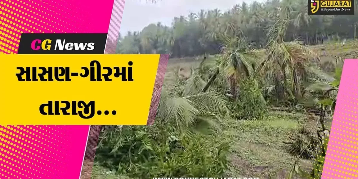 સાસણ-ગીર પંથકમાં ભારેથી અતિભારે વરસાદ વરસતા ખેડૂતોની પરિસ્થિતિ વધુ વિકટ બની..!