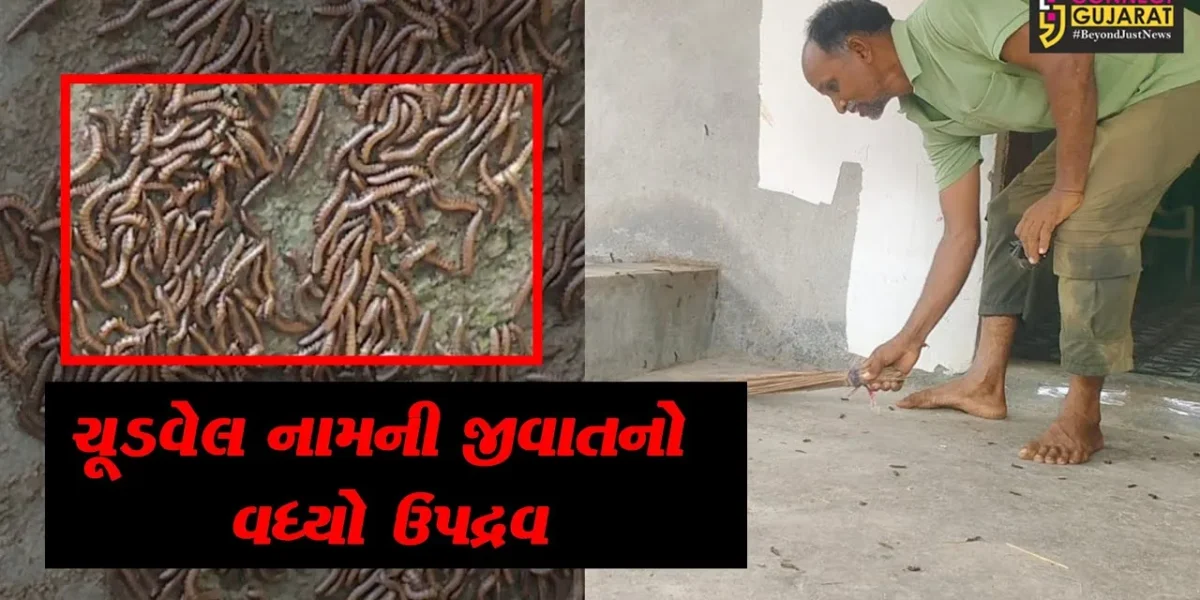 અરવલ્લી: ફિલ્મોમાં જોવા મળે એ પ્રકારની જીવાતોએ સ્થાનિકોનું જીવન મુશ્કેલ કર્યું,જુઓ શું છે મામલો