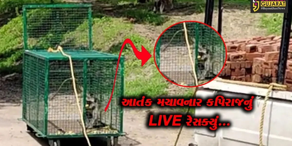 વડોદરા : વાઘોડિયાના ગણેશપુરા ગામે આતંક મચાવનાર 2 કપિરાજ પાંજરે પુરાયા, ગ્રામજનોમાં રાહતનો શ્વાસ…