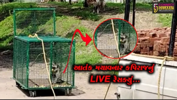 વડોદરા : વાઘોડિયાના ગણેશપુરા ગામે આતંક મચાવનાર 2 કપિરાજ પાંજરે પુરાયા, ગ્રામજનોમાં રાહતનો શ્વાસ…