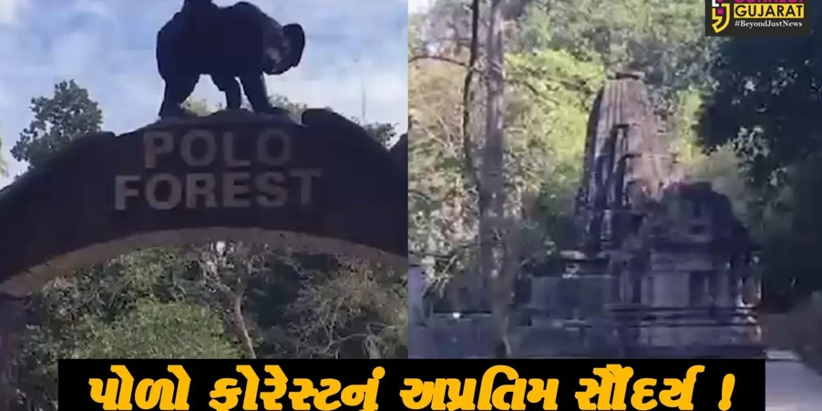સાબરકાંઠા: પોળો ફોરેસ્ટ ચોમાસાની સિઝનમાં સોળે કળાએ ખીલી ઉઠ્યું, પ્રવાસીઓનો જોવા મળ્યો જમાવડો